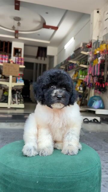 Poodle Bò sữa nhà đẻ. Mua bán Chó tại Quận Liên Chiểu Đà Nẵng được đăng bởi DC PETHOUSE hình 1