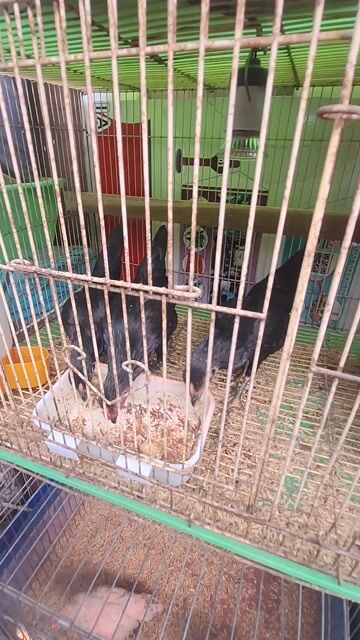 Gà Tre Bắc Ô, 1 Trống 2 Mái, Gà Trên 5 Tháng. Mua bán Gà tại Quận 3 Tp Hồ Chí Minh được đăng bởi Phuong hình 1