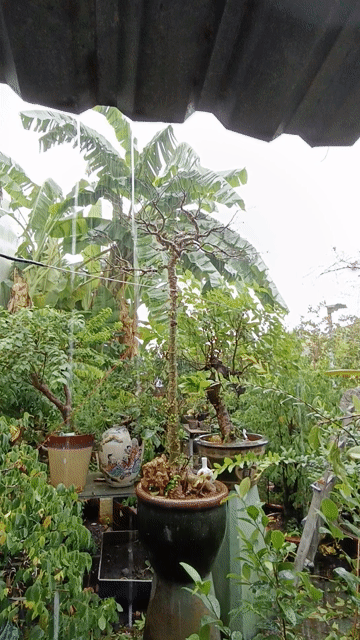 Cây cảnh Sung nếp bắc 2m tán 80cm. Mua bán Cây cảnh, đồ trang trí tại Quận Bình Tân Tp Hồ Chí Minh được đăng bởi Cây cảnh sàigòn hình 1