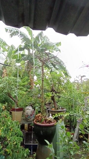 Cây cảnh Sung nếp bắc 2m tán 80cm. Mua bán Cây cảnh, đồ trang trí tại Quận Bình Tân Tp Hồ Chí Minh được đăng bởi Cây cảnh sàigòn hình 1