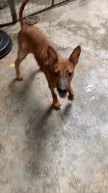 Chó Phú Quốc Rớt Xoáy. Mua bán Chó tại Thành phố Dĩ An Bình Dương được đăng bởi Duy Phuong hình 1