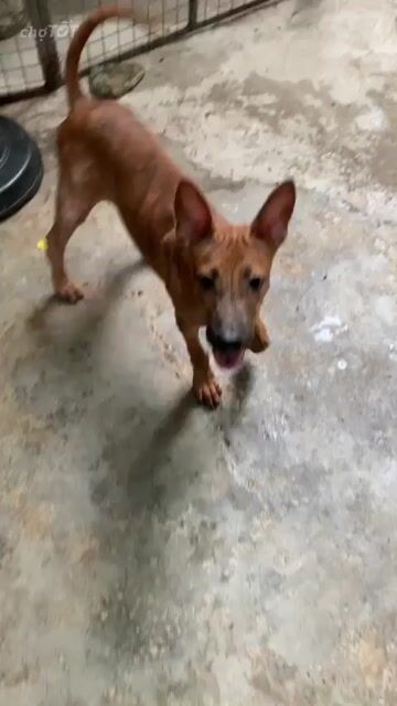 Chó Phú Quốc Rớt Xoáy. Mua bán Chó tại Thành phố Dĩ An Bình Dương được đăng bởi Duy Phuong hình 1
