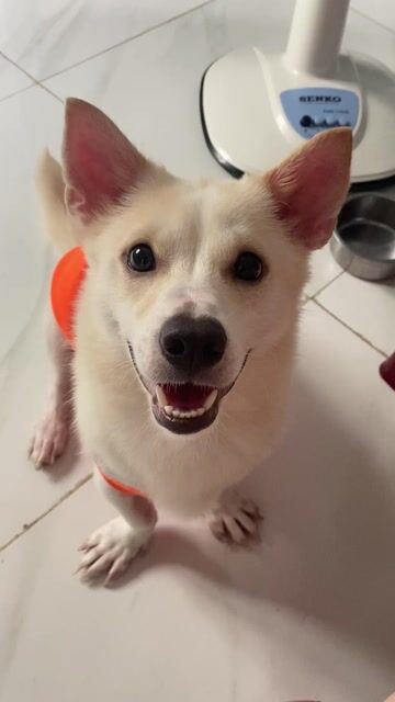 Chó Corgi lai lông trắng. Mua bán Chó tại Quận Ngũ Hành Sơn Đà Nẵng được đăng bởi Nguyễn Nam hình 1