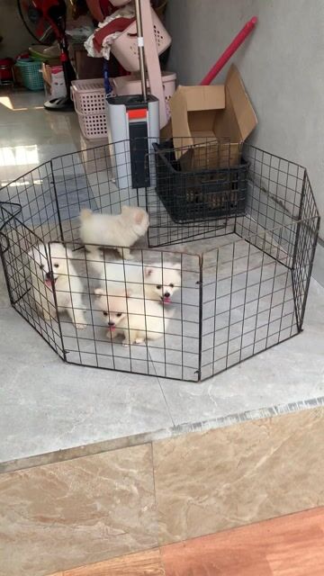 Chó Phốc Sóc màu Trắng. Mua bán Chó tại Huyện Trực Ninh Nam Định được đăng bởi Minhquy hình 1