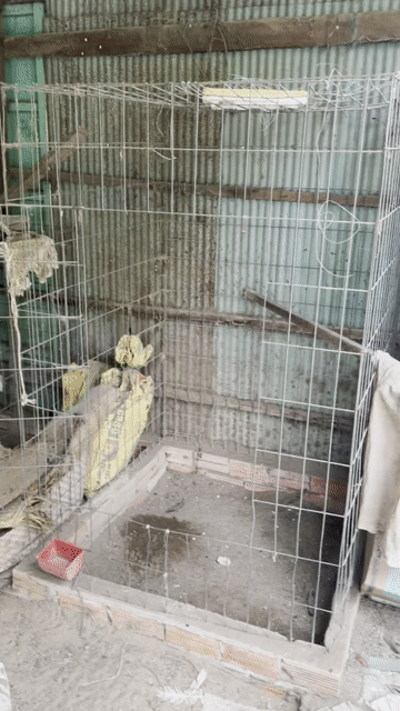 Chuồng gà Kim loại màu Xám. Mua bán Phụ kiện, Thức ăn, Dịch vụ tại Thành phố Long Xuyên An Giang được đăng bởi Duyphuong hình 1