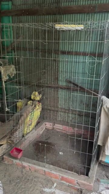 Chuồng gà Kim loại màu Xám. Mua bán Phụ kiện, Thức ăn, Dịch vụ tại Thành phố Long Xuyên An Giang được đăng bởi Duyphuong hình 1