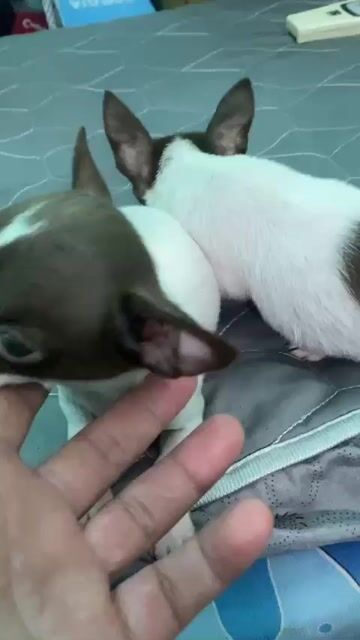 Chó Chihuahua cái 3 tháng tuổi. Mua bán Chó tại Quận Bình Tân Tp Hồ Chí Minh được đăng bởi C Thủy hình 1