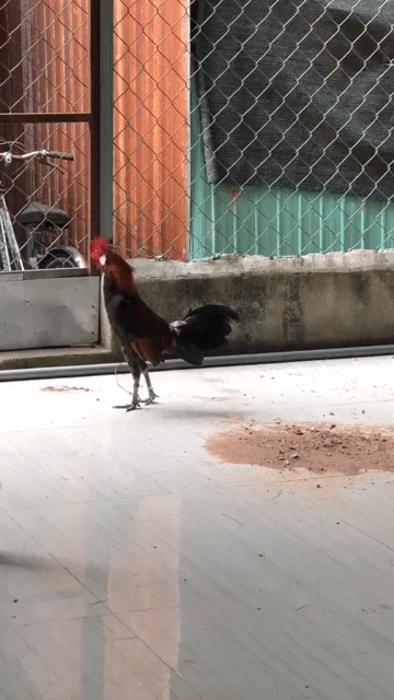 Gà trống Nâu đen đực. Mua bán Gà tại Huyện Bắc Tân Uyên Bình Dương được đăng bởi Huỳnh Quang hình 1