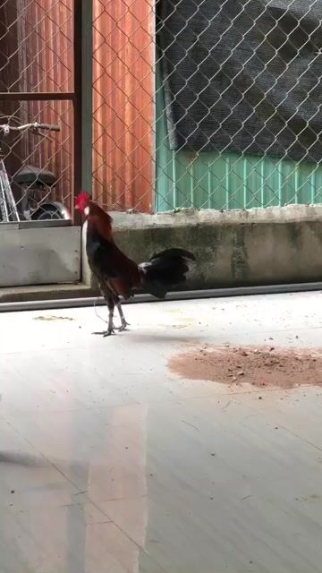 Gà trống Nâu đen đực. Mua bán Gà tại Huyện Bắc Tân Uyên Bình Dương được đăng bởi Huỳnh Quang hình 1