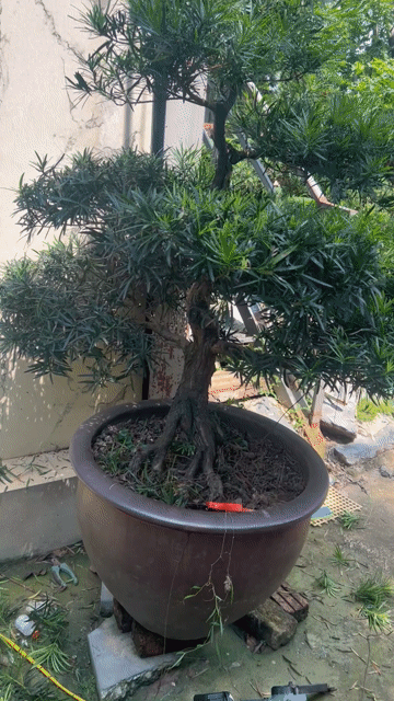 Cây Tùng La Hán Trực Lắc 150cm 6 bông. Mua bán Cây cảnh, đồ trang trí tại Huyện Đông Anh Hà Nội được đăng bởi Giang hình 1