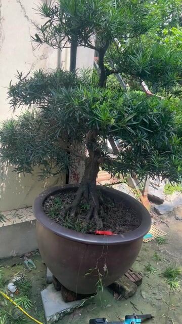 Cây Tùng La Hán Trực Lắc 150cm 6 bông. Mua bán Cây cảnh, đồ trang trí tại Huyện Đông Anh Hà Nội được đăng bởi Giang hình 1