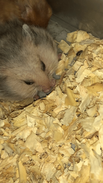 Hamster Bear xù lai tạng cái màu xám. Mua bán Thú cưng khác tại Quận Bình Tân Tp Hồ Chí Minh được đăng bởi Ở trọ bày đặt bán chụtt hình 1
