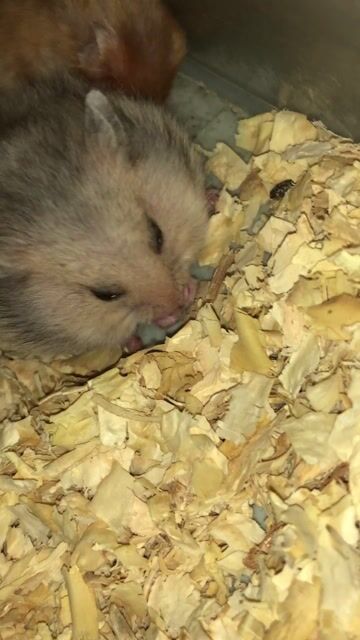 Hamster Bear xù lai tạng cái màu xám. Mua bán Thú cưng khác tại Quận Bình Tân Tp Hồ Chí Minh được đăng bởi Ở trọ bày đặt bán chụtt hình 1