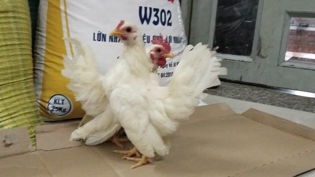 Gà cảnh Trắng 3 tháng tuổi. Mua bán Gà tại Quận 12 Tp Hồ Chí Minh được đăng bởi Nguyễn Hoài Nam hình 1