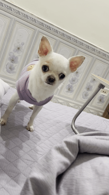 Chó Chihuahua Trắng Khoẻ mạnh. Mua bán Chó tại Quận Nam Từ Liêm Hà Nội được đăng bởi Tên chưa cung cấp hình 1