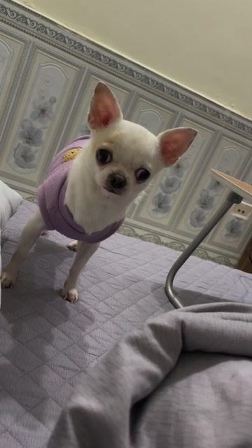 Chó Chihuahua Trắng Khoẻ mạnh. Mua bán Chó tại Quận Nam Từ Liêm Hà Nội được đăng bởi Tên chưa cung cấp hình 1