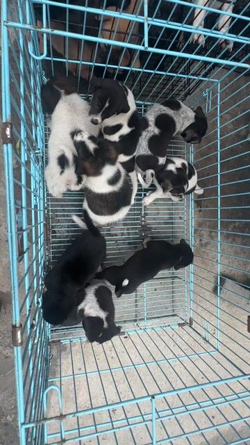 5 đực ba cái to con