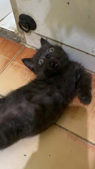 Mèo munchkin đực. Mua bán Mèo tại Quận Hoàn Kiếm Hà Nội được đăng bởi Hương vũ hình 1