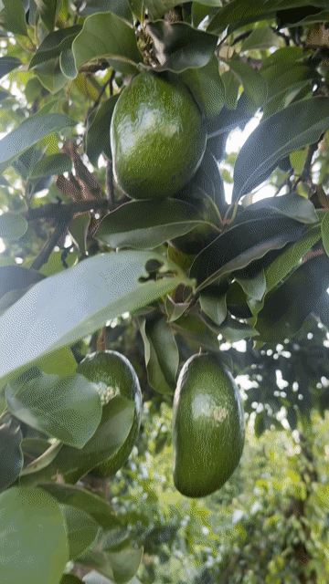 Bơ 034 Đắk Lắk 1kg Dẻo không thuốc. Mua bán Đồ ăn, thực phẩm và các loại khác tại Quận 1 Tp Hồ Chí Minh được đăng bởi nhu y hình 1