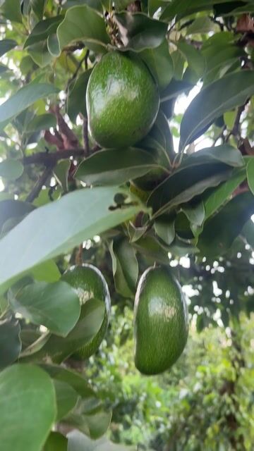 Bơ 034 Đắk Lắk 1kg Dẻo không thuốc. Mua bán Đồ ăn, thực phẩm và các loại khác tại Quận 1 Tp Hồ Chí Minh được đăng bởi nhu y hình 1