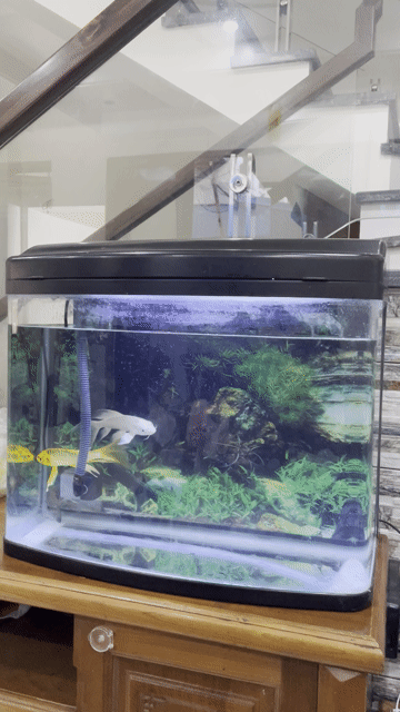 Bộ bể cá 60x40x60cm. Mua bán Phụ kiện, Thức ăn, Dịch vụ tại Quận Ngô Quyền Hải Phòng được đăng bởi le duy hình 1