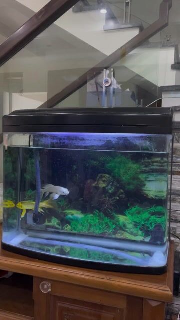 Bộ bể cá 60x40x60cm. Mua bán Phụ kiện, Thức ăn, Dịch vụ tại Quận Ngô Quyền Hải Phòng được đăng bởi le duy hình 1