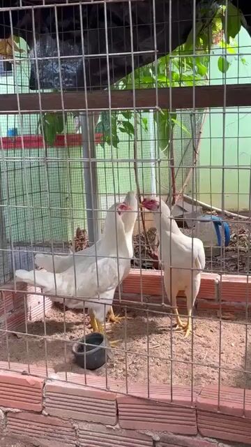 mái úa bướm tơ 2-2.2kg. Mua bán Gà tại Huyện Đất Đỏ Bà Rịa - Vũng Tàu được đăng bởi Phong CHICKEN hình 1