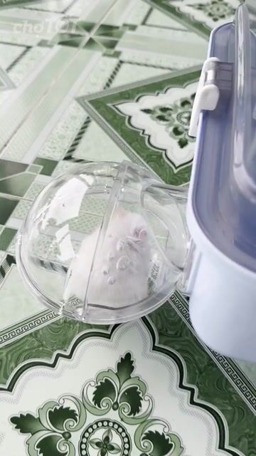 Chuột Hamster Bear Trắng và lồng. Mua bán Thú cưng khác tại Huyện Cần Đước Long An được đăng bởi Công Thành hình 1