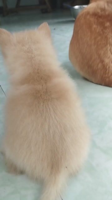 Chó Phốc Sóc con non Vàng kem. Mua bán Chó tại Huyện Giồng Trôm Bến Tre được đăng bởi Mình tiến hình 1