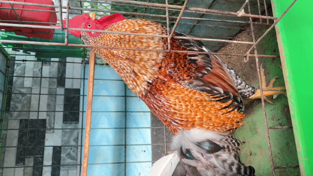 Gà cú Cuban trống 7 tháng 1.7 kg. Mua bán Gà tại Quận 8 Tp Hồ Chí Minh được đăng bởi Phúc Thịnh hình 1