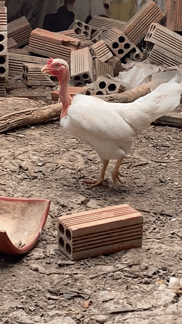 Gà tre Cổ trọc Trống Trắng. Mua bán Gà tại Thành phố Cà Mau Cà Mau được đăng bởi Trần Anh Hiếu hình 1