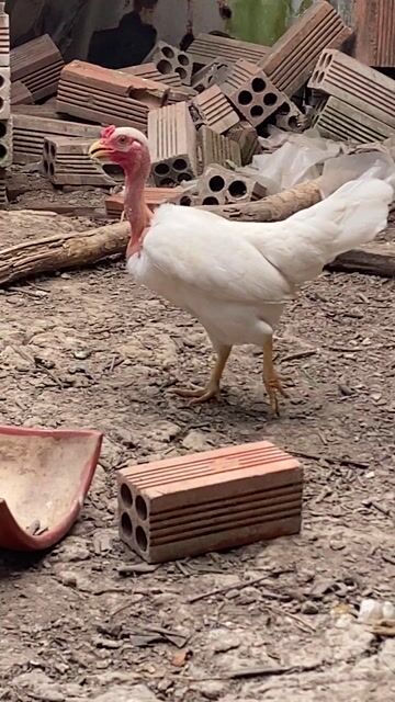 Gà tre Cổ trọc Trống Trắng. Mua bán Gà tại Thành phố Cà Mau Cà Mau được đăng bởi Trần Anh Hiếu hình 1