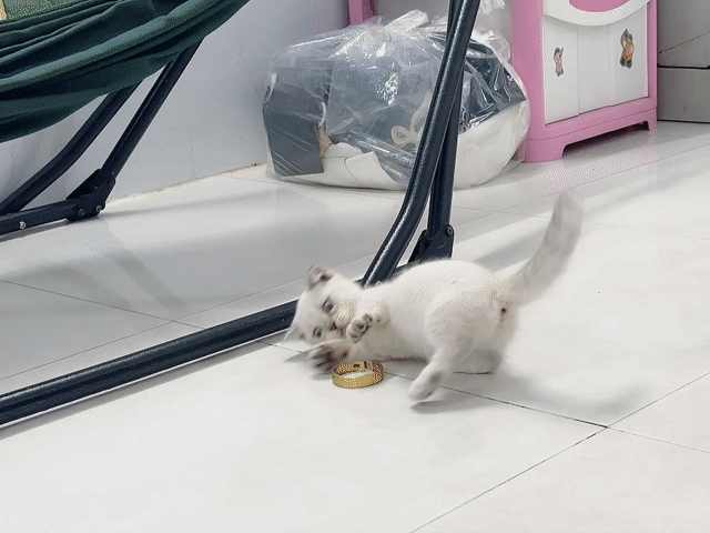 Mèo Munchkin cái Silver point. Mua bán Mèo tại Thành phố Thủ Đức Tp Hồ Chí Minh được đăng bởi Như Như hình 1