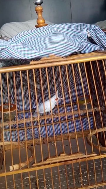 mái bạch. Mua bán Chim tại Quận Bình Tân Tp Hồ Chí Minh được đăng bởi Kin Le hình 1