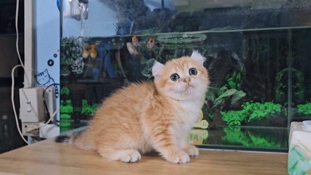 Mèo Golden tabby cái 50 ngày tuổi. Mua bán Mèo tại Thành phố Thủ Đức Tp Hồ Chí Minh được đăng bởi Nan hình 1