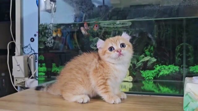 Mèo Golden tabby cái 50 ngày tuổi. Mua bán Mèo tại Thành phố Thủ Đức Tp Hồ Chí Minh được đăng bởi Nan hình 1