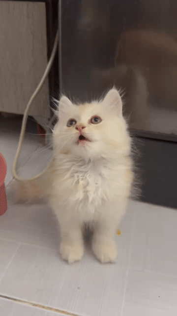 Mèo Anh lông dài đực 2 tháng nhà trồng. Mua bán Mèo tại Quận Bình Tân Tp Hồ Chí Minh được đăng bởi Huỳnh hình 1