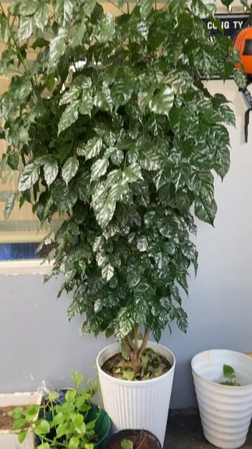 CÂY HẠNH PHÚC CAO 2M. Mua bán Cây cảnh, đồ trang trí tại Quận Thanh Khê Đà Nẵng được đăng bởi TRUNG NGHĨA hình 1