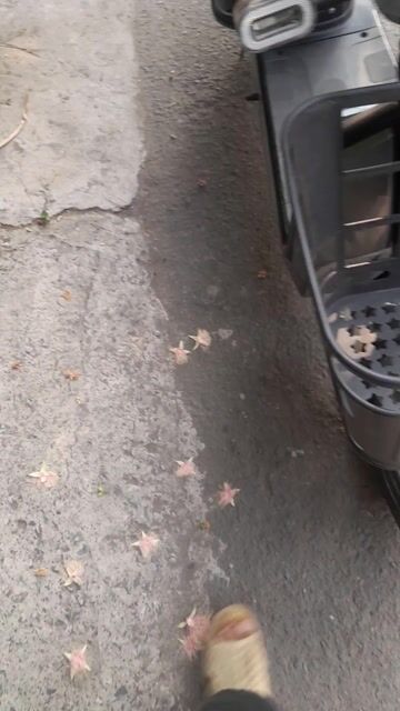 Xe đạp điện màu Xám. Mua bán Xe đạp tại Thành phố Thủ Đức Tp Hồ Chí Minh được đăng bởi Binh Mai hình 1