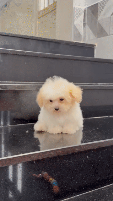 Chó Poodle lai Bichon Cái 4 tháng màu Kem đã tiêm. Mua bán Chó tại Thành phố Bảo Lộc Lâm Đồng được đăng bởi đỗ hoàng yến nhi hình 1