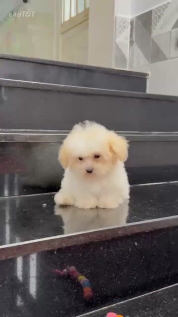 Chó Poodle lai Bichon Cái 4 tháng màu Kem đã tiêm. Mua bán Chó tại Thành phố Bảo Lộc Lâm Đồng được đăng bởi đỗ hoàng yến nhi hình 1