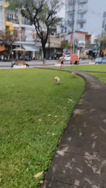 Chó Corgi lai Nâu vàng. Mua bán Chó tại Quận Thanh Khê Đà Nẵng được đăng bởi Nguyễn Đức Thắng hình 1
