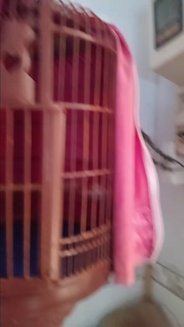 Lồng chim tre 60 nan Nâu. Mua bán Phụ kiện, Thức ăn, Dịch vụ tại Quận Bình Thạnh Tp Hồ Chí Minh được đăng bởi Bon Chơi Cá Nguyen hình 1