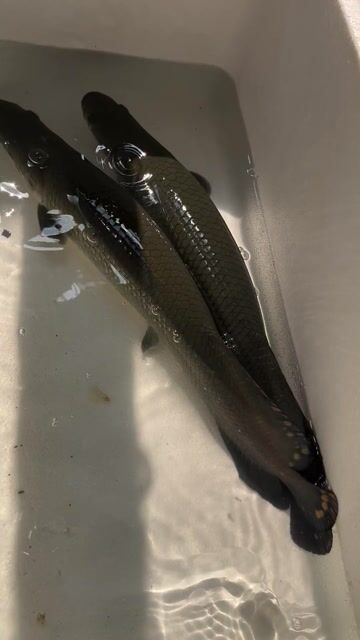 Cá hải tượng 40-42cm Đang lên bông. Mua bán Thú cưng khác tại Quận Bình Tân Tp Hồ Chí Minh được đăng bởi mỹ oanh hình 1