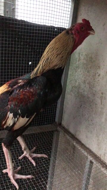 gà chuối. Mua bán Gà tại Quận Ngũ Hành Sơn Đà Nẵng được đăng bởi bonbon hình 1