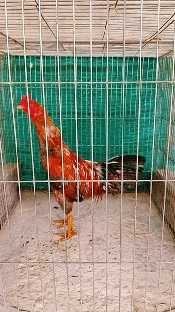 Gà chọi Nâu đỏ 3.2kg. Mua bán Gà tại Huyện Trà Ôn Vĩnh Long được đăng bởi Luyến Gà Nòi hình 1