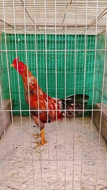 Gà chọi Nâu đỏ 3.2kg. Mua bán Gà tại Huyện Trà Ôn Vĩnh Long được đăng bởi Luyến Gà Nòi hình 1