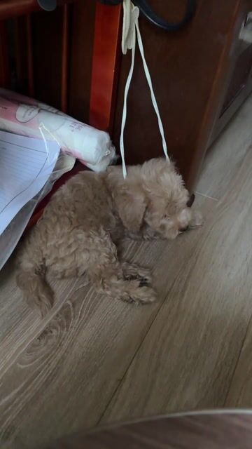 Chó Poodle nâu đực 2 tháng. Mua bán Chó tại Quận Hải Châu Đà Nẵng được đăng bởi Hữu Hào hình 1