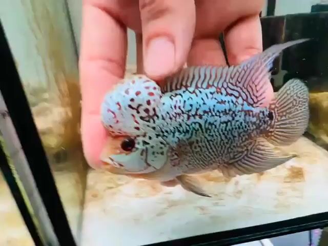 Cá La Hán Kamfa F3 Giáp Bạc Size 2 ngón. Mua bán Thú cưng khác tại Thành phố Mỹ Tho Tiền Giang được đăng bởi Loca Farm hình 1