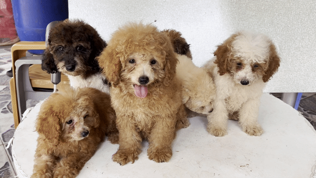 Chó Poodle vàng bò sữa 2.5 tháng đã tiêm. Mua bán Chó tại Huyện Đất Đỏ Bà Rịa - Vũng Tàu được đăng bởi Nguyễn Đức Tuấn  hình 1